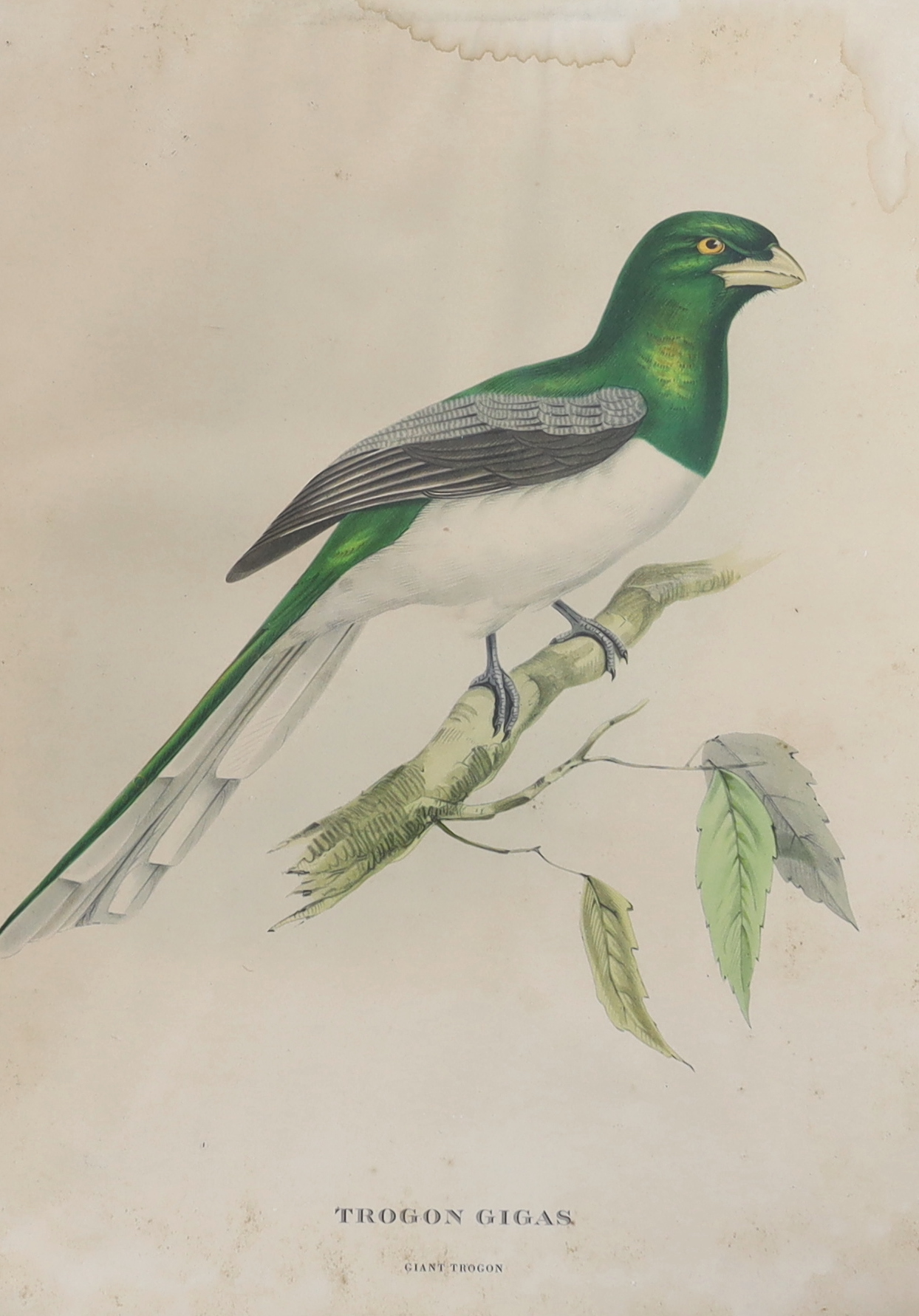 After John Gould (1804-1881) and H C Richter (1821-1902), set of three colour lithographs, including ‘Giant Trogon’ and ‘The Earl of Derby's parakeet’, 39 x 29cm